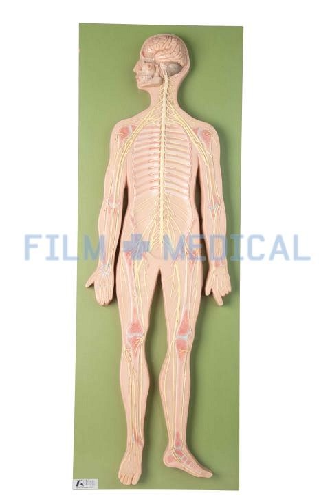 Sectional Model of Human Body